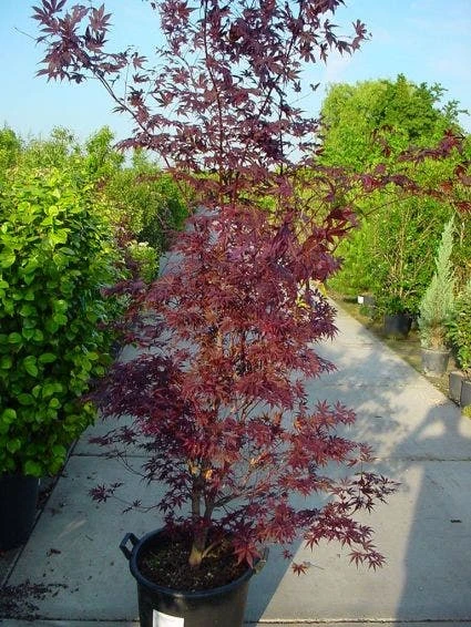 Japanse Esdoorn (Acer Palmatum 'Atropurpureum') - Afbeelding 9
