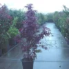 Japanse Esdoorn (Acer Palmatum 'Fireglow')