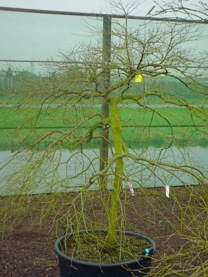 Japanse Esdoorn (Acer Palmatum 'Ornatum') - Afbeelding 4