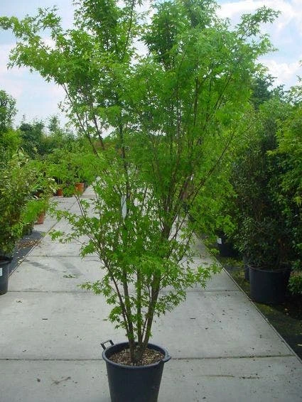 Japanse Esdoorn (Acer Palmatum) - Afbeelding 5