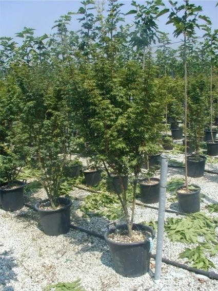 Japanse Esdoorn (Acer Palmatum) - Afbeelding 16