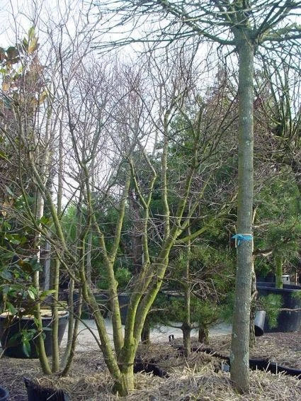 Japanse Esdoorn (Acer Palmatum) - Afbeelding 14