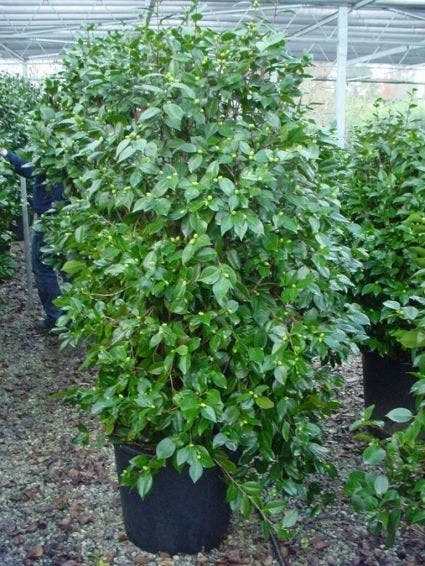 Camelia (Camellia, Rood) - Afbeelding 7