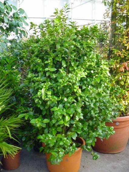 Camelia (Camellia, Wit) - Afbeelding 3