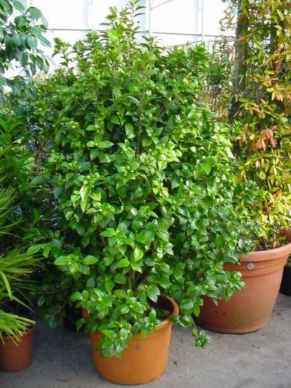 Camelia (Camellia, Rose) - Afbeelding 5