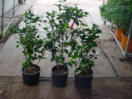 Camelia (Camellia, Rood) - Afbeelding 5