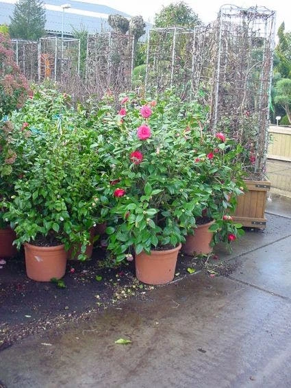 Camelia (Camellia, Rose) - Afbeelding 3