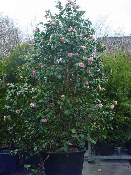 Camelia (Camellia, Rose) - Afbeelding 2
