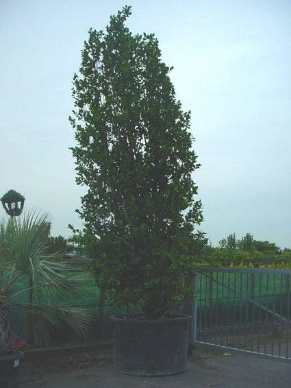 Camelia (Camellia, Rose)