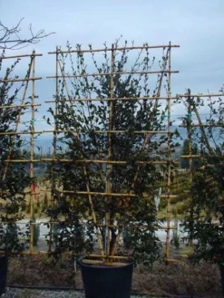 Camelia Als Leivorm (Camellia Japonica)