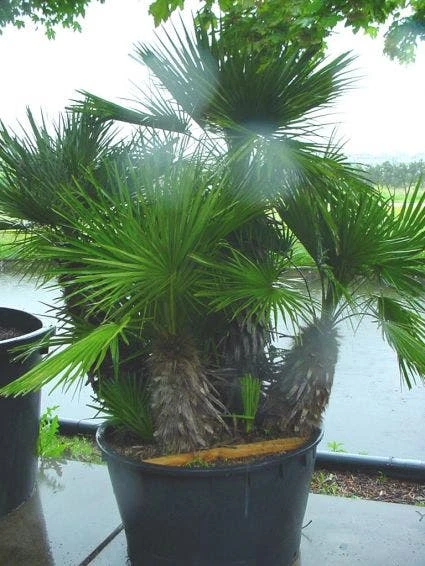 Dwergpalm (Chamaerops Humilis 'Vulcano') - Afbeelding 2