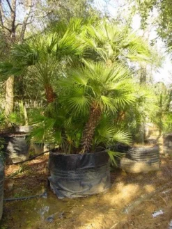 Dwergpalm (Chamaerops Humilis 'Vulcano')