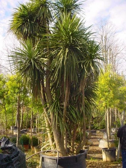 Cordyline (Cordyline Australis) - Afbeelding 3