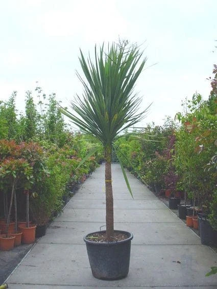 Cordyline (Cordyline Australis) - Afbeelding 2