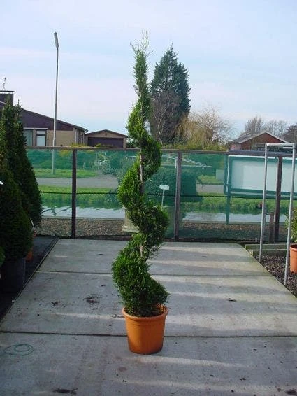 Leylandcipres Als Spiraal (Cupressocyparis Leylandii 'Castlewellan Gold' )
