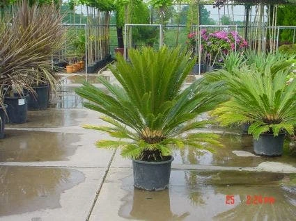 Cycaspalm (Cycas Revoluta) - Afbeelding 3