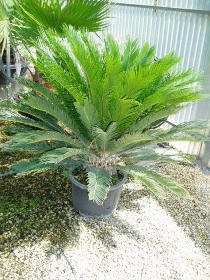 Cycaspalm (Cycas Revoluta) - Afbeelding 2