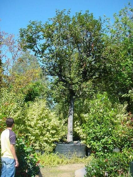 Kaki (Diospyros Kaki) - Afbeelding 3