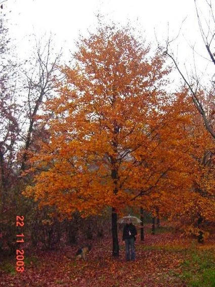 Rode Beukenboom (Fagus Sylvatica 'Atropunicea' ) - Afbeelding 4
