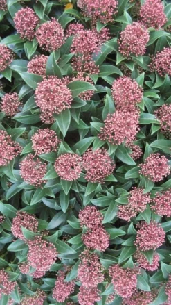 Skimmia (Skimmia Japonica 'Rubella')