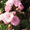Stamroos (Rosa 'The Fairy')