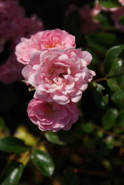 Stamroos (Rosa 'The Fairy') - Afbeelding 2