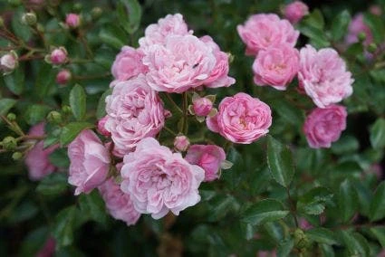 Stamroos (Rosa 'The Fairy') - Afbeelding 3