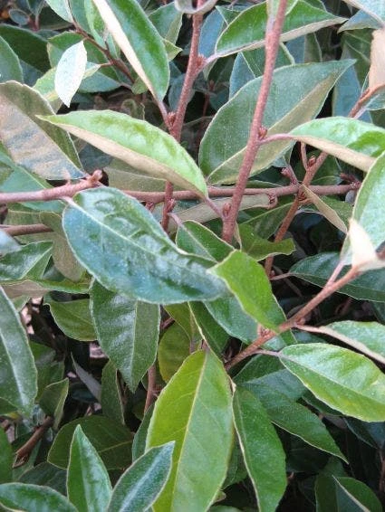 Olijfwilg Als Leiboom (Elaeagnus Ebbingei) - Afbeelding 5