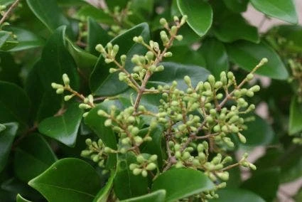 Liguster Op Stam (Ligustrum Japonicum 'Texanum') - Afbeelding 2