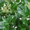 Liguster Op Stam (Ligustrum Japonicum 'Texanum')