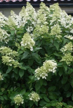 Pluimhortensia (Hydrangea Paniculata 'Unique')