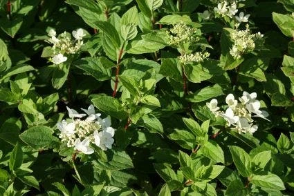Pluimhortensia (Hydrangea Paniculata 'Dart's Little Dot') - Afbeelding 3