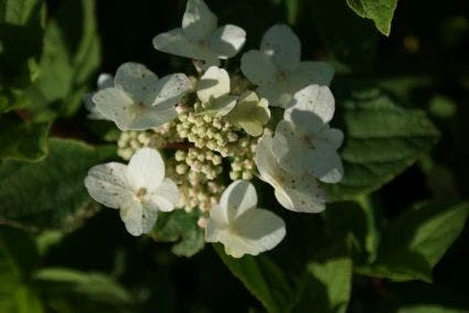 Pluimhortensia (Hydrangea Paniculata 'Dart's Little Dot') - Afbeelding 4