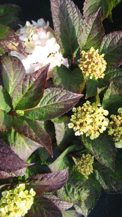 Hortensia (Hydrangea 'Preziosa') - Afbeelding 4