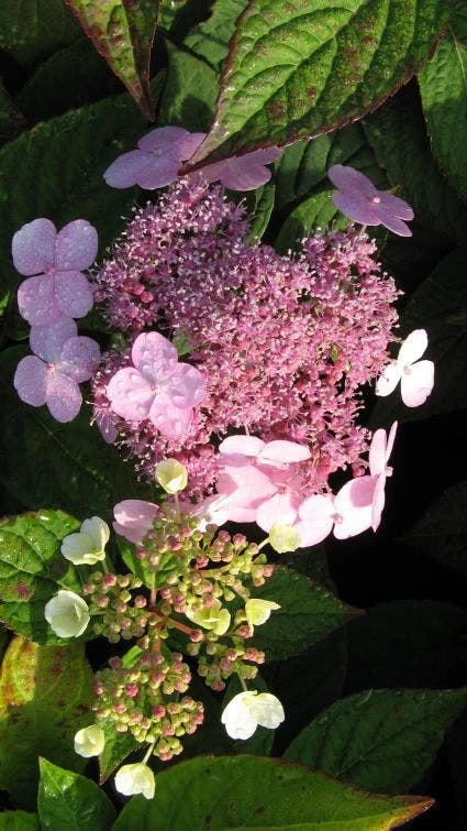 Hortensia (Hydrangea Macrophylla 'Mariesii Perfecta') - Afbeelding 4