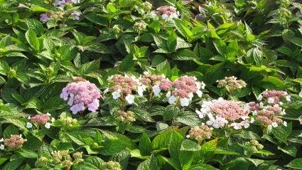Hortensia (Hydrangea Macrophylla 'Mariesii Perfecta') - Afbeelding 3