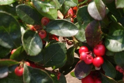 Bergthee / Patrijzenbes (Gaultheria Procumbens) - Afbeelding 4