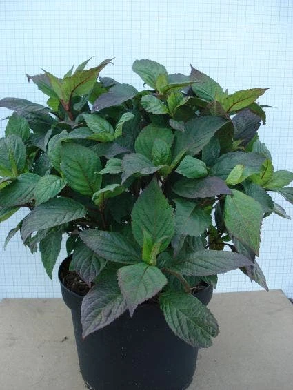 Hortensia (Hydrangea 'Preziosa') - Afbeelding 5