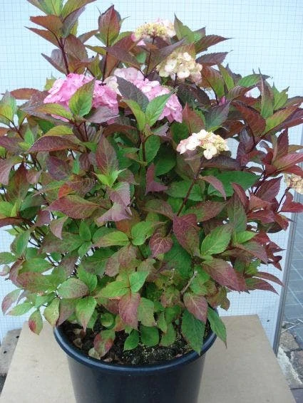 Hortensia (Hydrangea 'Preziosa') - Afbeelding 2