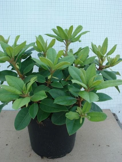 Rhododendron (Rhododendron Catawbiense 'Boursault') - Afbeelding 6