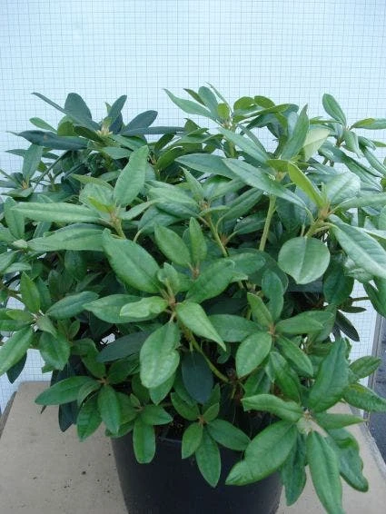 Rhododendron (Rhododendron 'Percy Wiseman') - Afbeelding 2