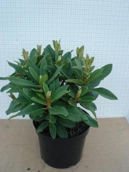 Rhododendron (Rhododendron 'Red Jack') - Afbeelding 2