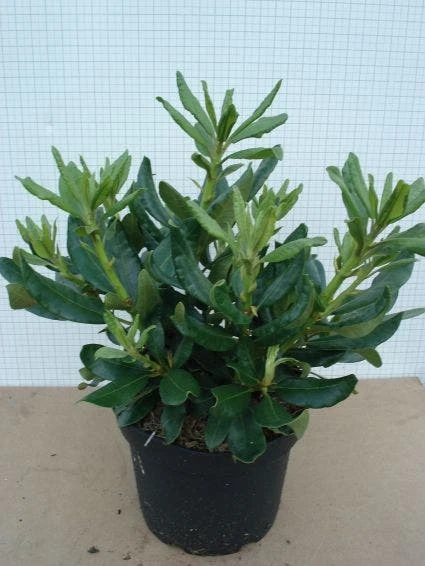 Rhododendron (Rhododendron 'Nova Zembla') - Afbeelding 3