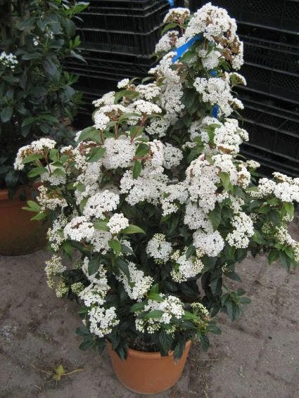 Groenblijvende Sneeuwbal (Viburnum Tinus 'Eve Price') - Afbeelding 3
