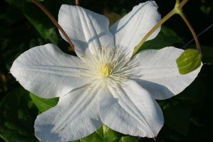 Bosrank (Clematis 'Madame Le Coultre') - Afbeelding 5