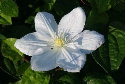 Bosrank (Clematis 'Madame Le Coultre') - Afbeelding 2