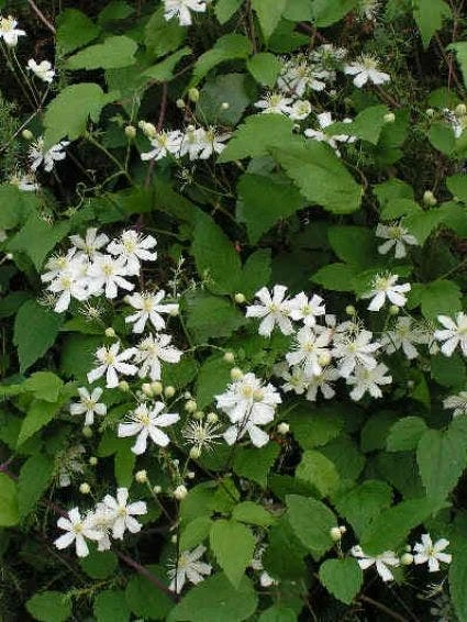Bosrank (Clematis 'Paul Farges') - Afbeelding 3