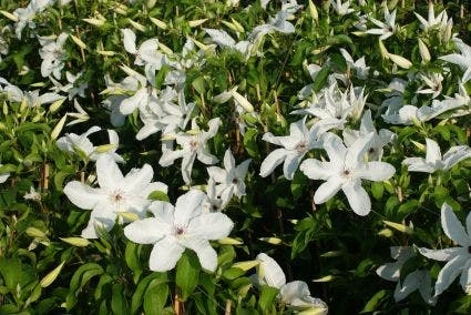 Bosrank (Clematis 'Madame Le Coultre') - Afbeelding 3