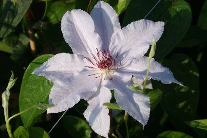 Bosrank (Clematis 'Snow Queen') - Afbeelding 4