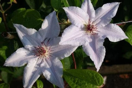 Bosrank (Clematis 'Snow Queen') - Afbeelding 5